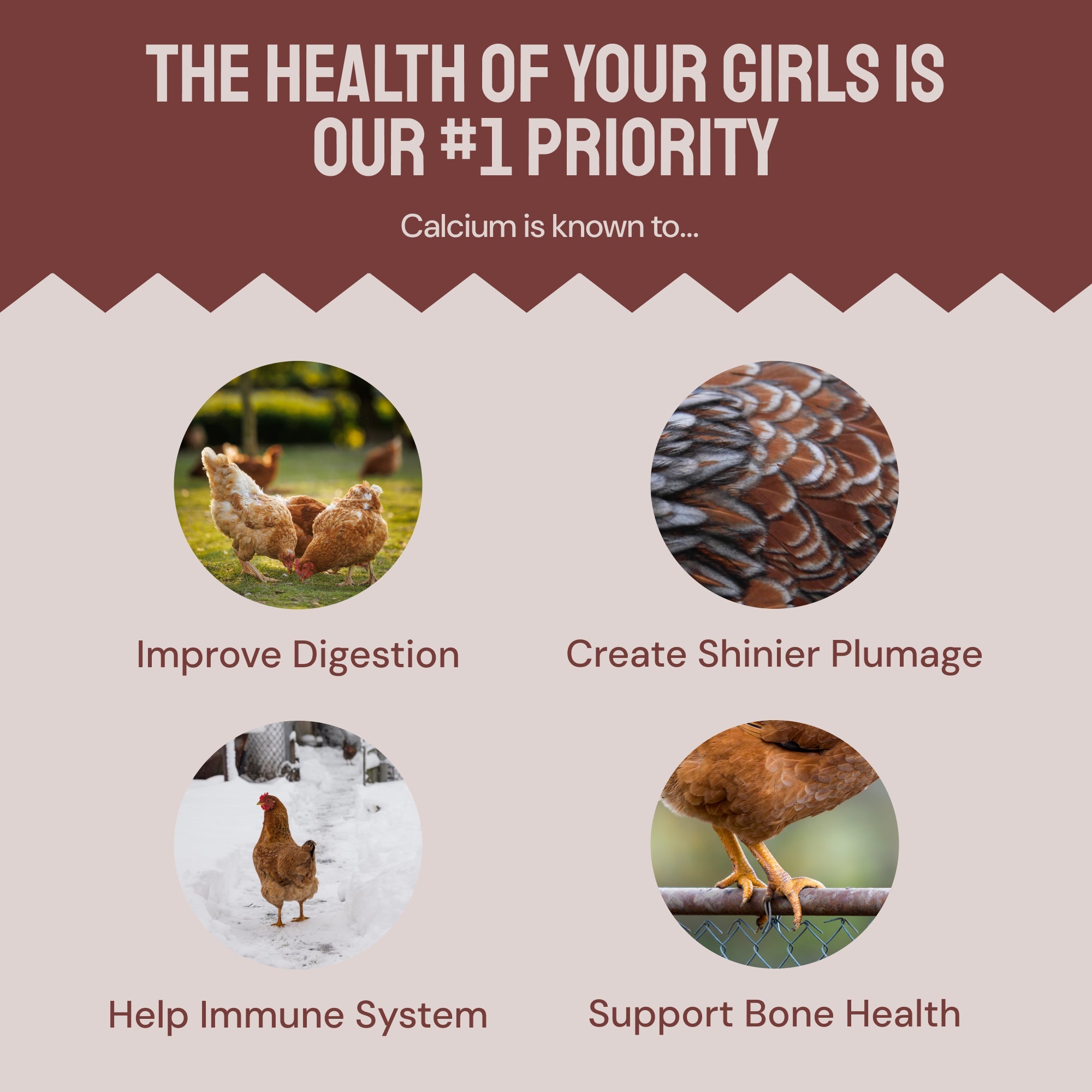 Essential Blend Chicken Feed (Formulated for Layers)