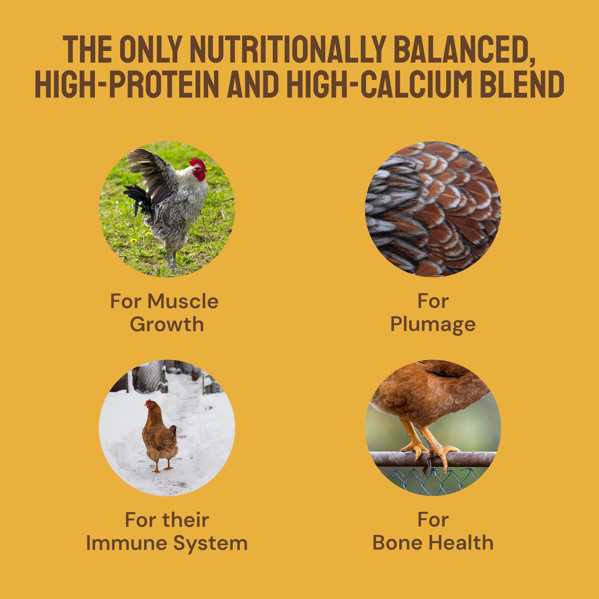 Early Bird Grubs & Grits (Poultry Granola)