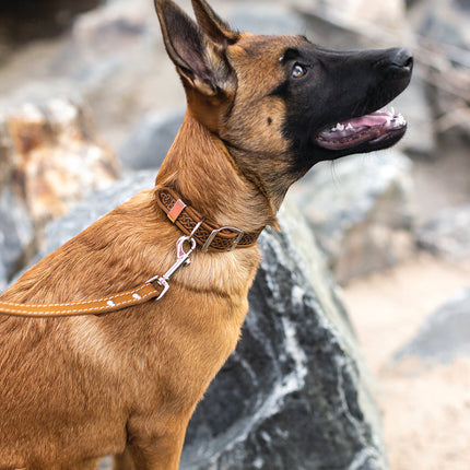 Z Celtic Style Leather Dog Collar