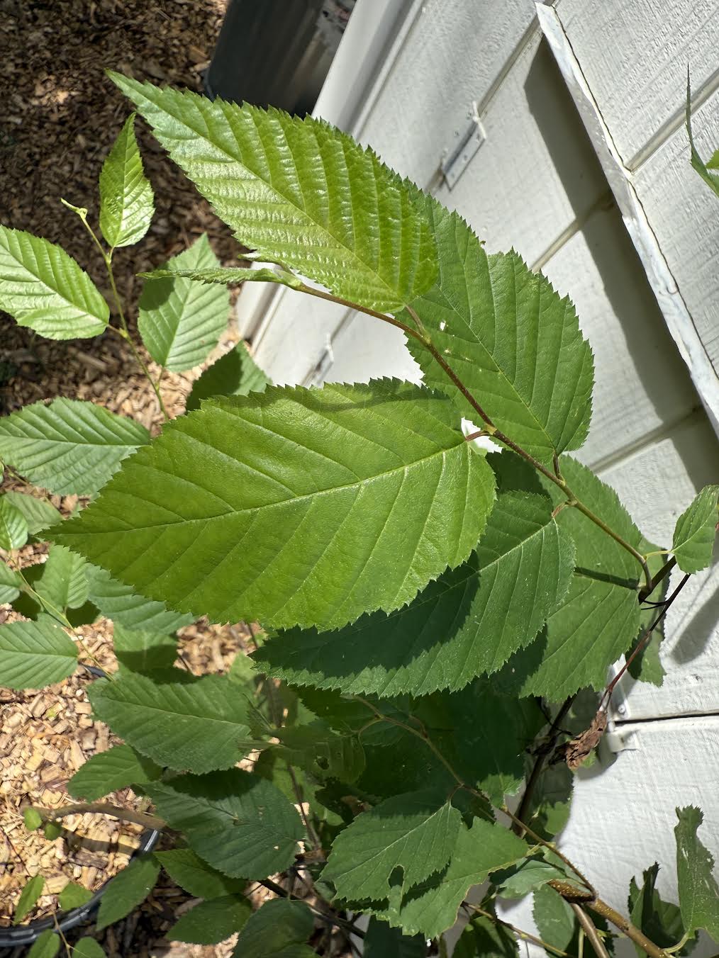 Black Birch ( Betula lenta ) Tree