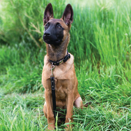 Rolled Style Black Leather Quick-Release Dog Collar