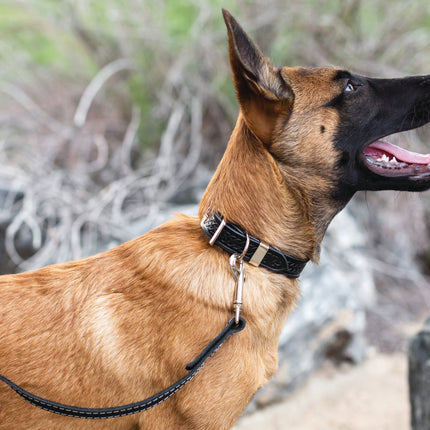 Z Celtic Style Leather Dog Collar