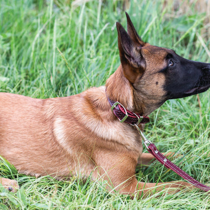 Z Celtic Style Leather Dog Collar