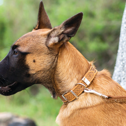 Z Celtic Style Leather Dog Collar