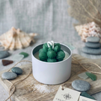 Baja Cactus Blossom
