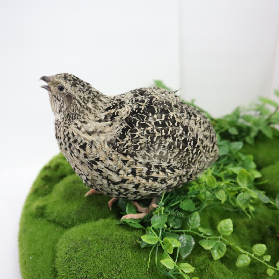 Calico Quail Hatching Eggs – Fertile Eggs for Incubation