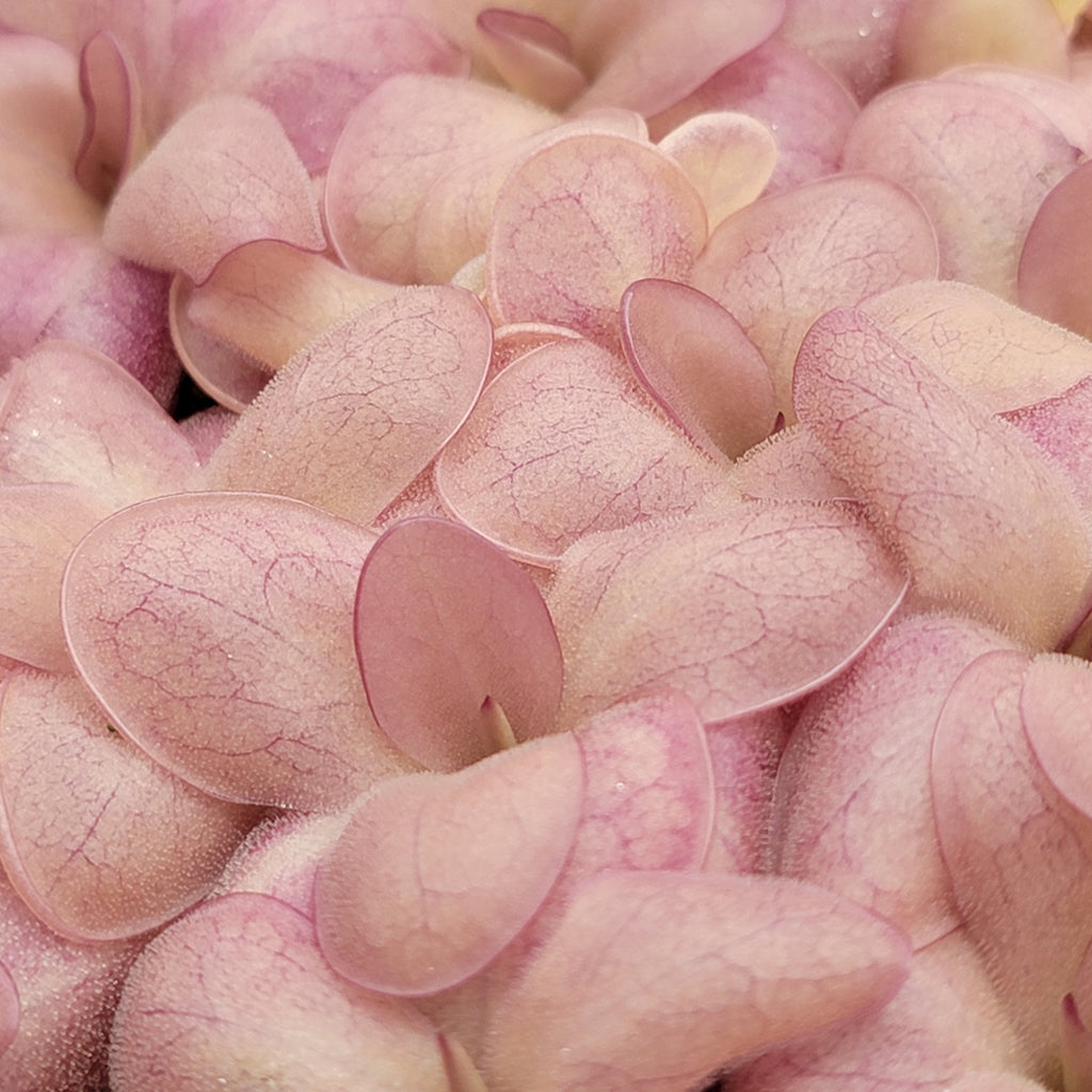 Pinguicula "Countess De Ville"