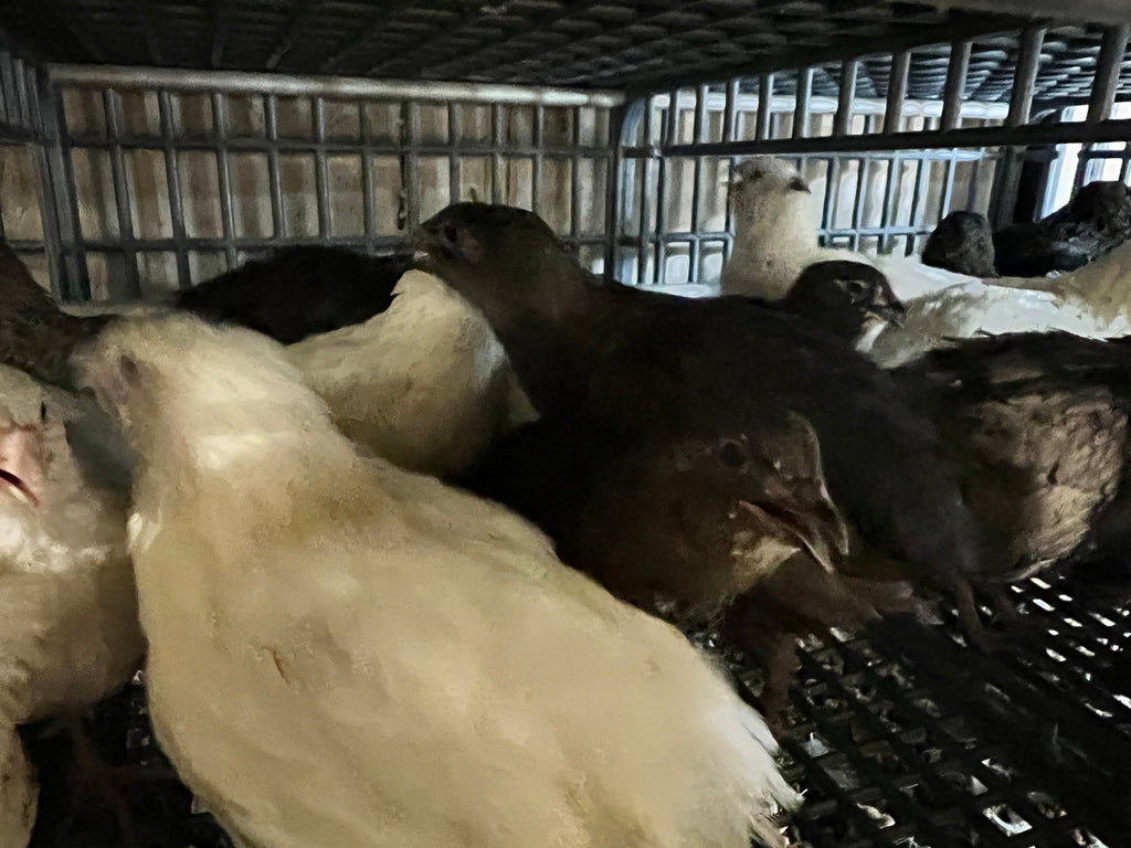 Black and White Edition Quail hatching eggs