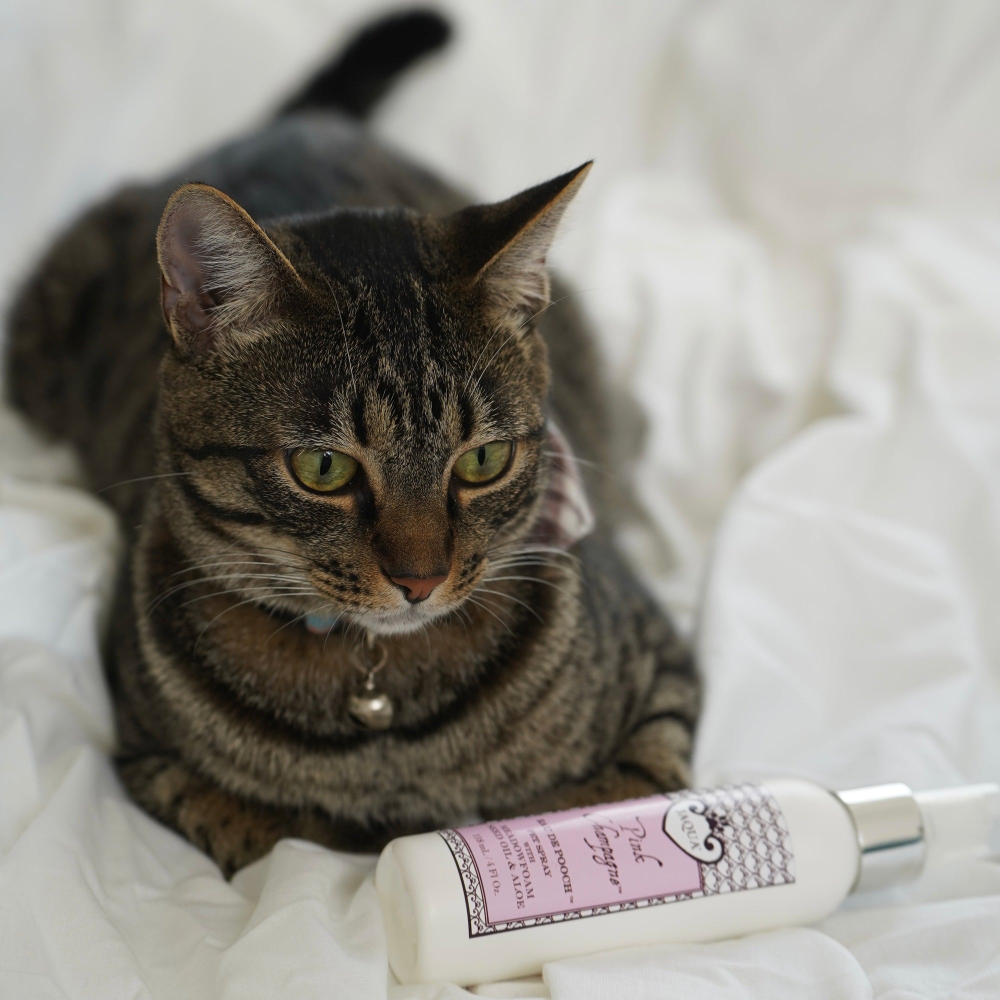 Pink Champagne Eau de Pooch Pet Fragrance and Hair Detangler Spray