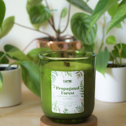 Propagated Forest Candle