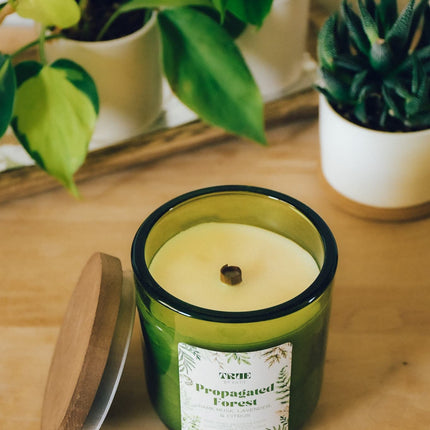 Propagated Forest Candle