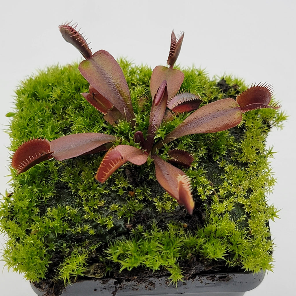 Venus flytrap (Dionaea muscipula) "Red Shark Teeth"