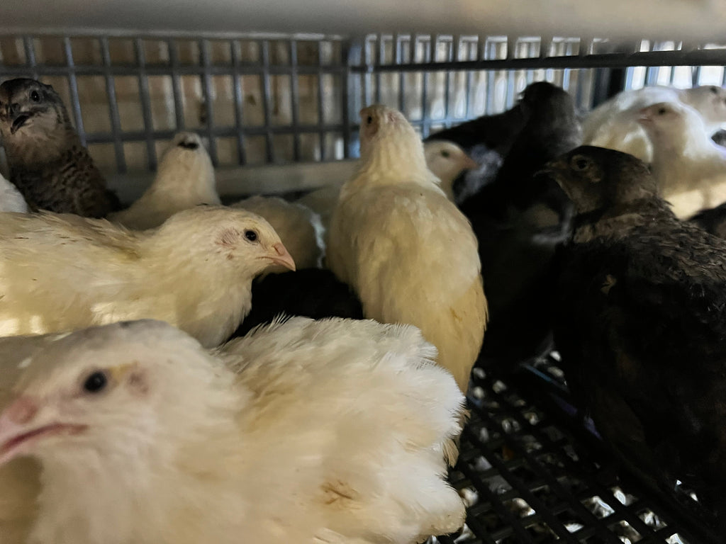 Black and White Edition Quail hatching eggs
