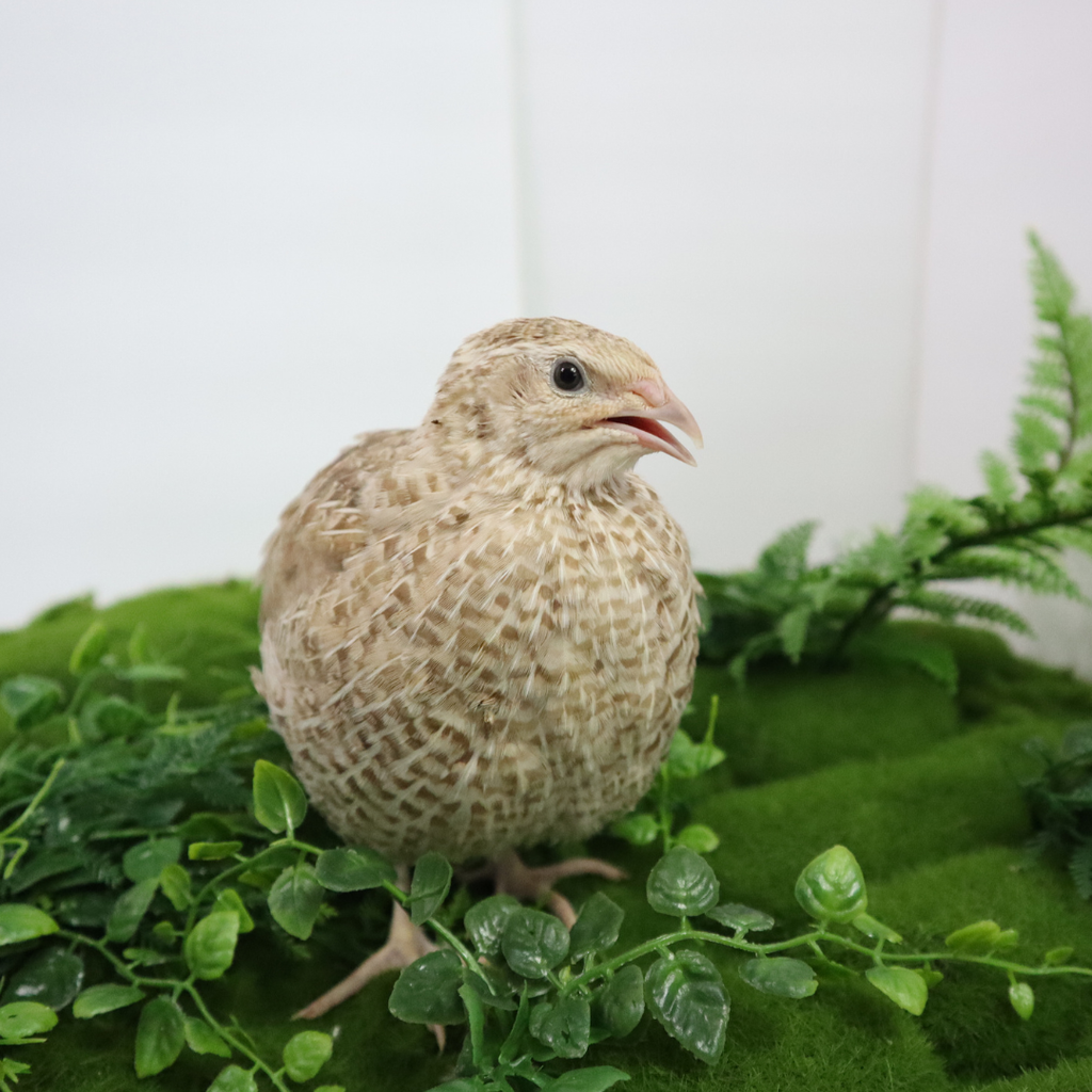 Egyptian Gold Quail Hatching Eggs