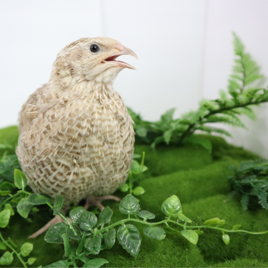 Egyptian Gold Quail Hatching Eggs