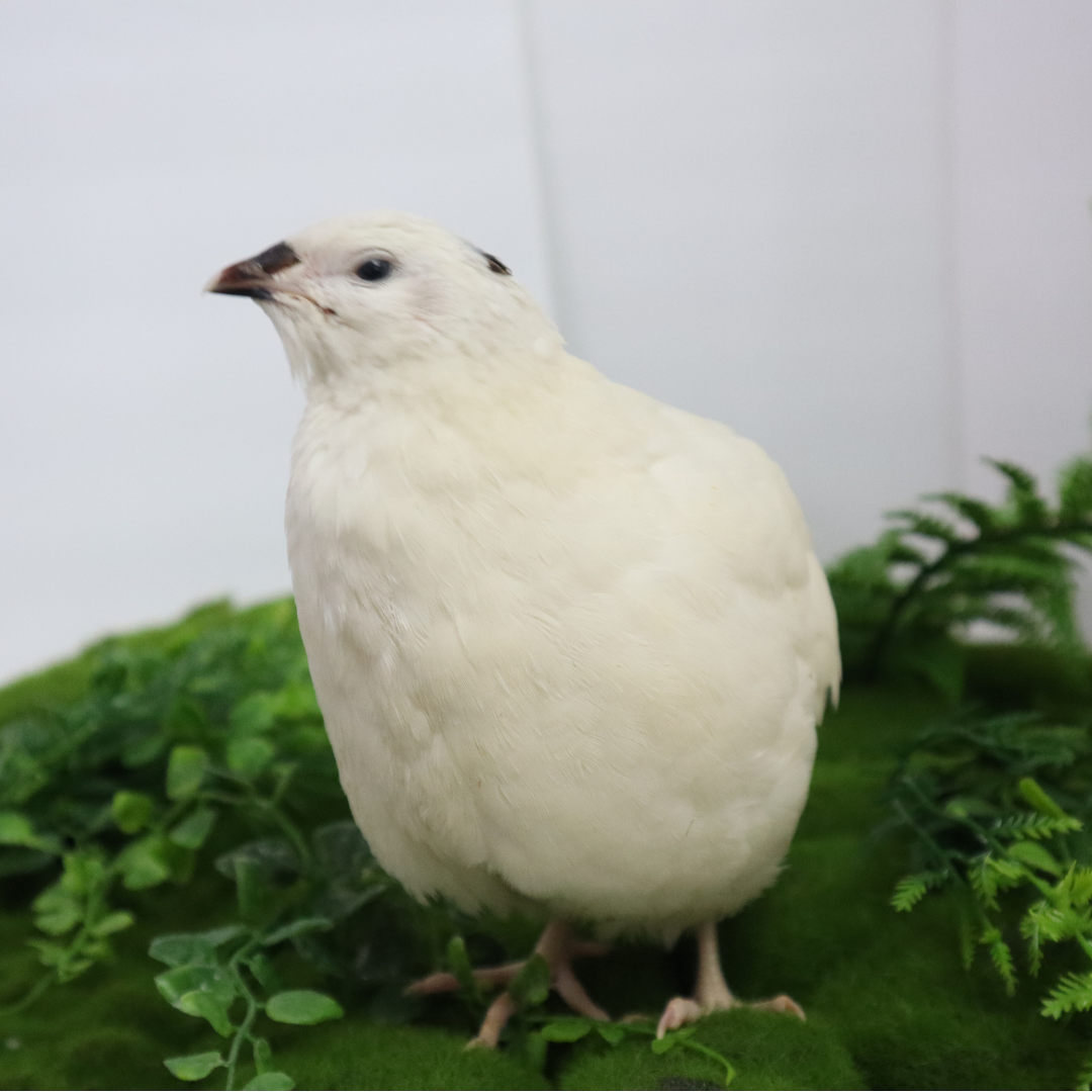 Jumbo White Coturnix Hatching Eggs - Premium Quail Eggs for Hatching - Perfect for Homesteaders, Breeders, Hobbyists - Freshly Collected for High Hatch Rates (Copy)