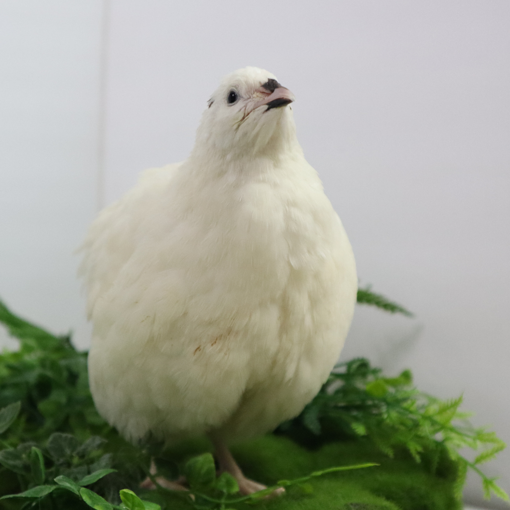 Jumbo White Coturnix Hatching Eggs - Premium Quail Eggs for Hatching - Perfect for Homesteaders, Breeders, Hobbyists - Freshly Collected for High Hatch Rates (Copy)