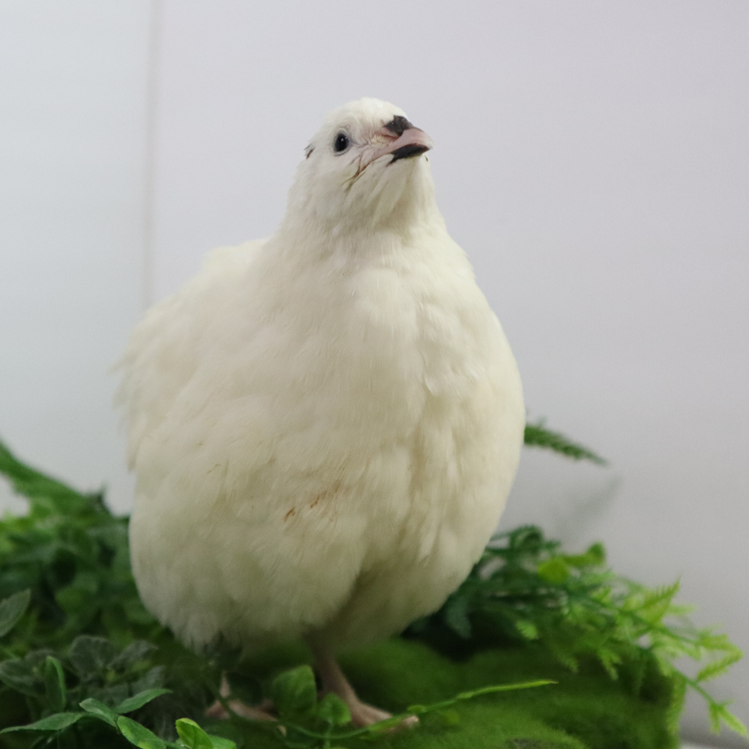 Jumbo White Coturnix Hatching Eggs - Premium Quail Eggs for Hatching - Perfect for Homesteaders, Breeders, Hobbyists - Freshly Collected for High Hatch Rates (Copy)