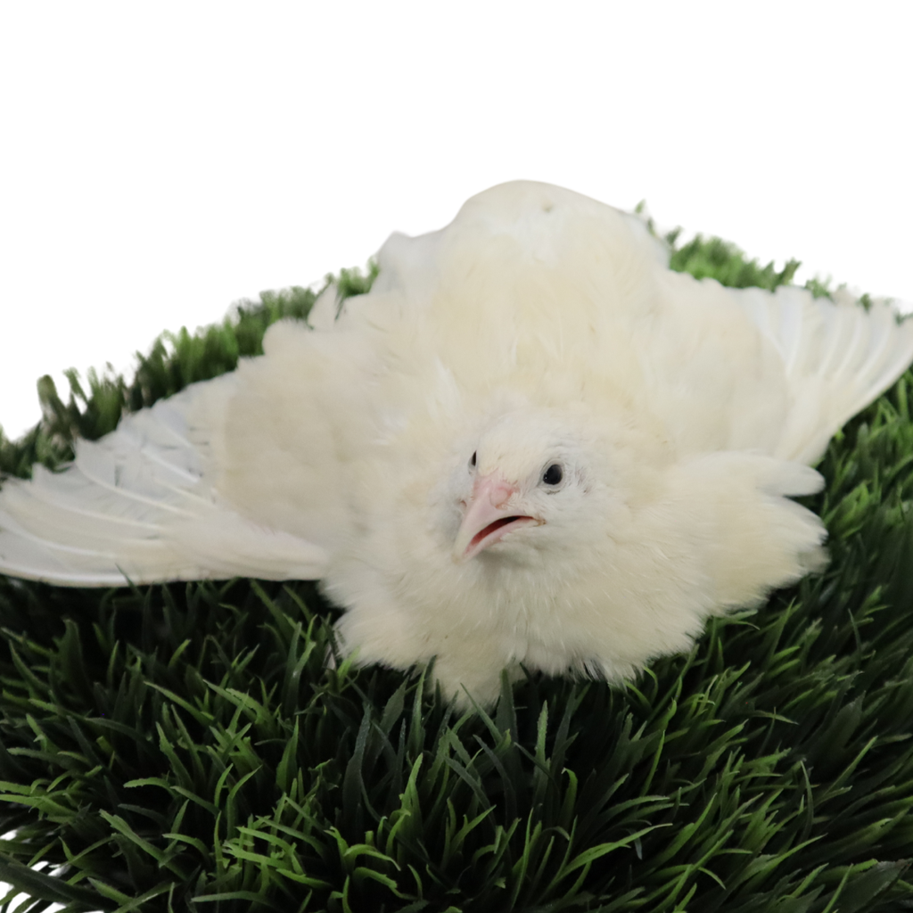 Jumbo White Coturnix Hatching Eggs - Premium Quail Eggs for Hatching - Perfect for Homesteaders, Breeders, Hobbyists - Freshly Collected for High Hatch Rates