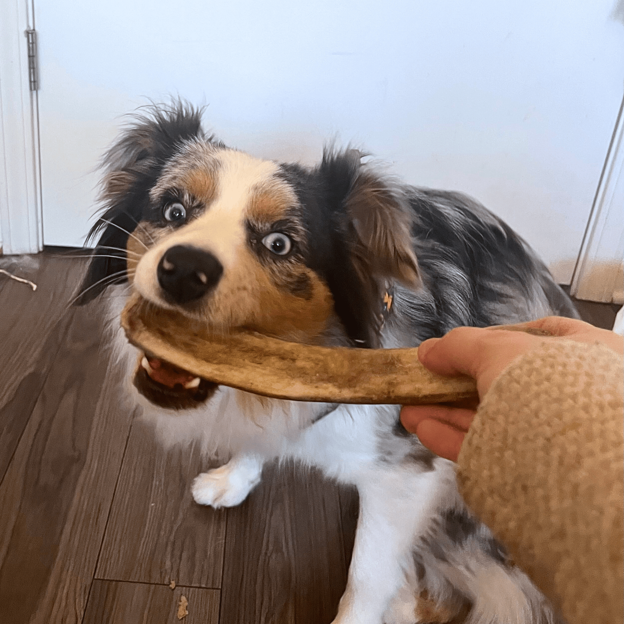 Reindeer Antler Dog Chews | Organic Chews for Dogs