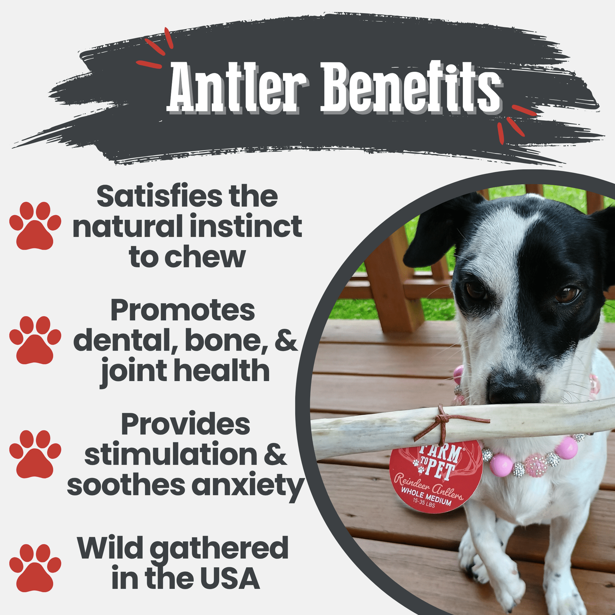 Reindeer Antler Dog Chews | Organic Chews for Dogs