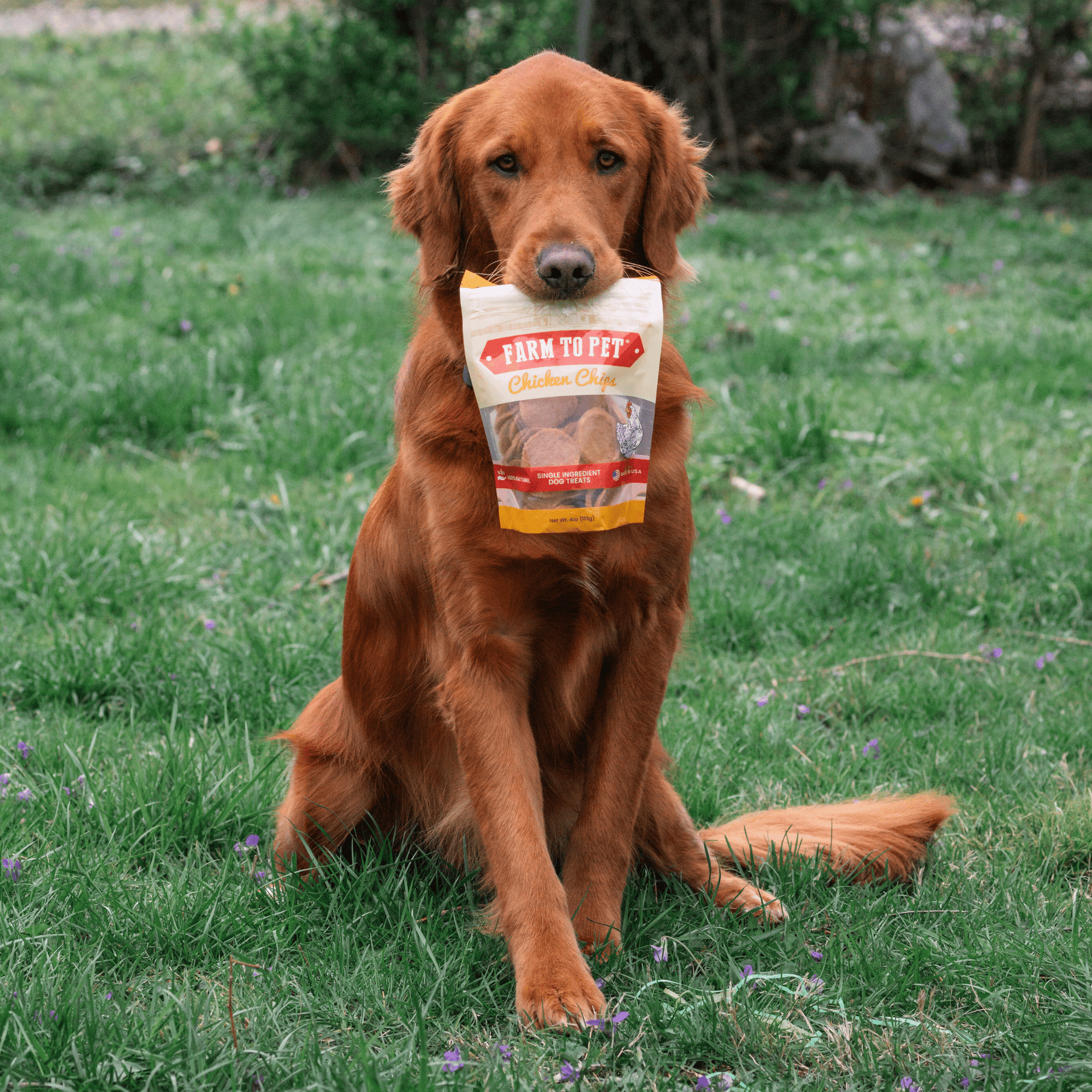 Chicken Chips for Dogs | All-Natural Single-Ingredient Dog Treats