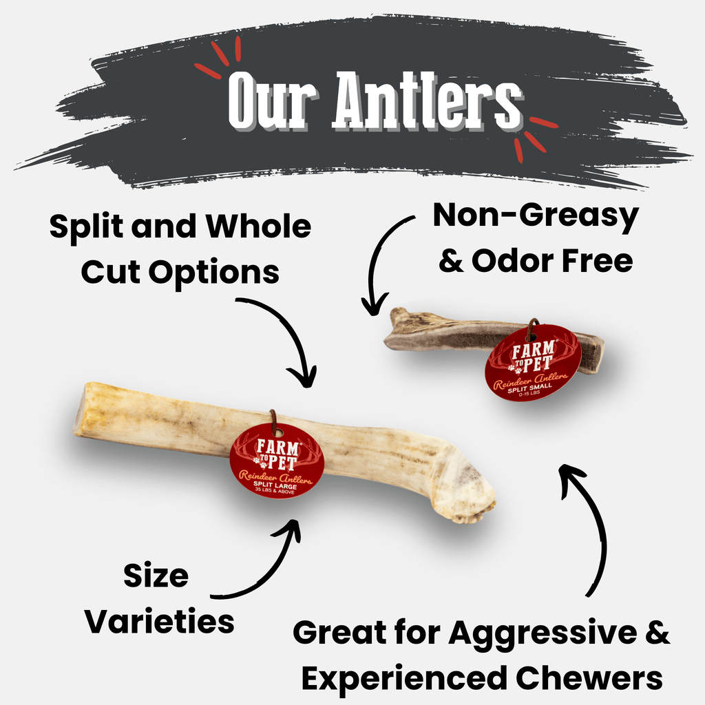 Reindeer Antler Dog Chews | Organic Chews for Dogs