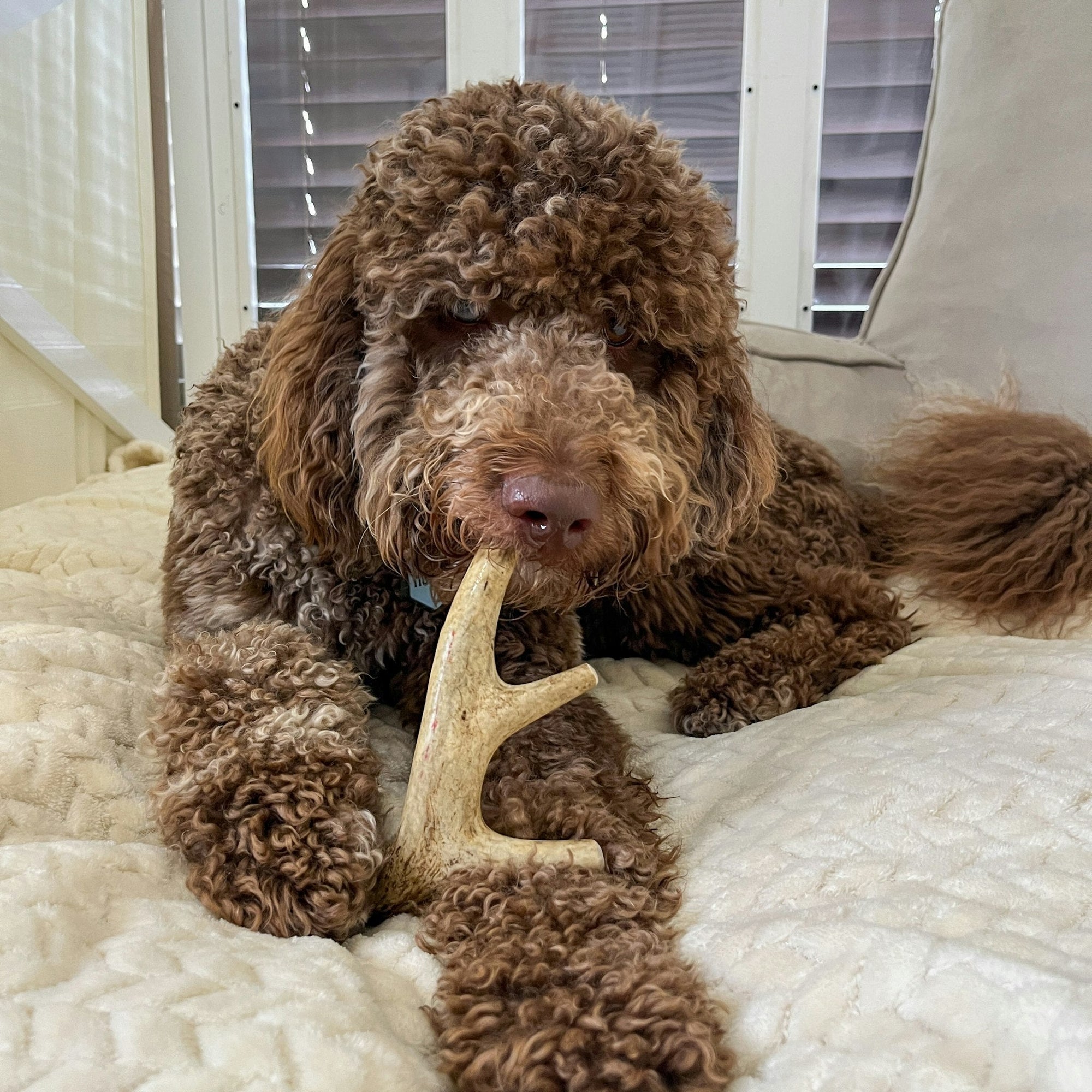 Deer Antler Dog Chews | Organic Chews for Dogs