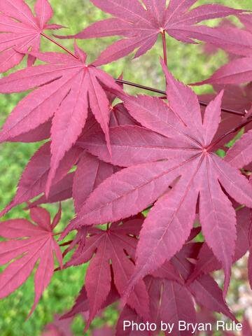 Japanese Maple ' Hefner's Red ' Grafted