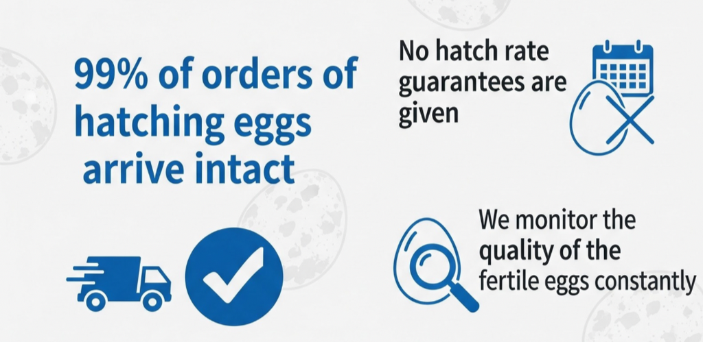 Coturnix Quail Fertile Hatching Eggs, 12 Count, Carefully Sourced and Selected for Quality, Ideal for Incubation and Sustainable Egg Hatching from Family Farms and Hatcheries picked daily fresh