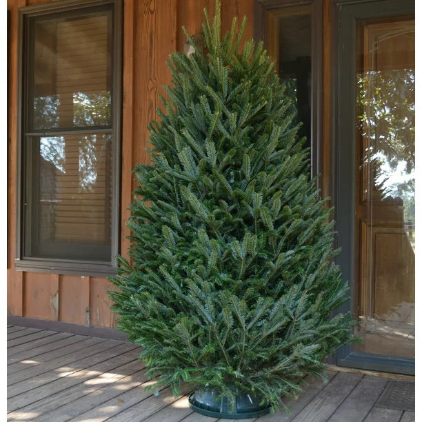 Real Christmas Trees Delivered 5 Foot Premium Fraser Fir