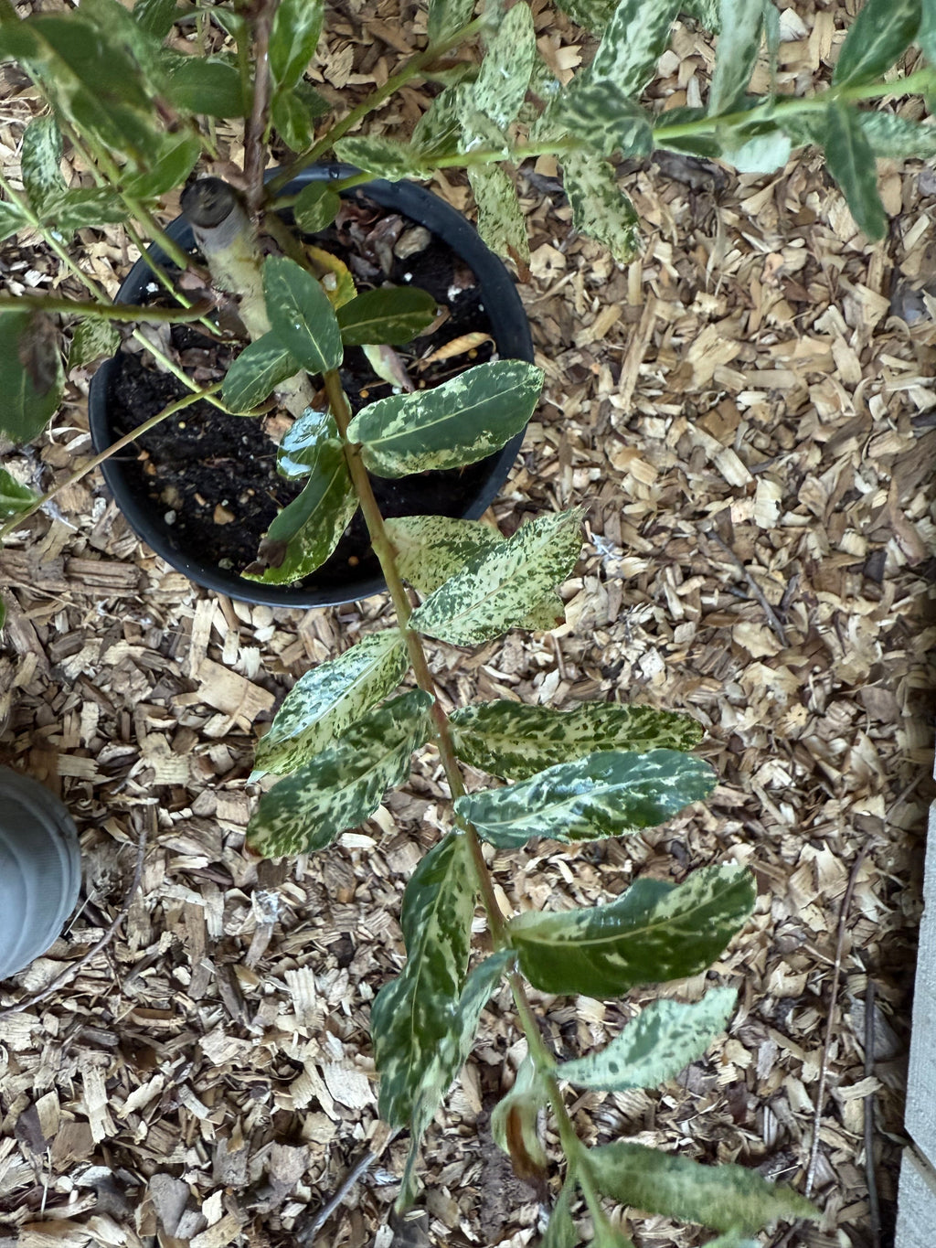 Hakuro Nishiki Dappled Willow