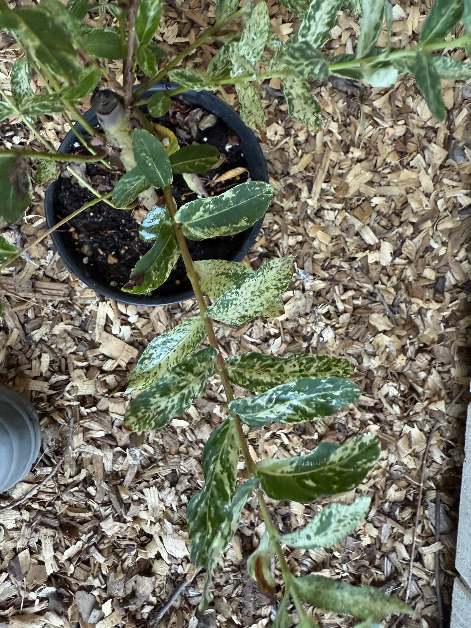 Hakuro Nishiki Dappled Willow