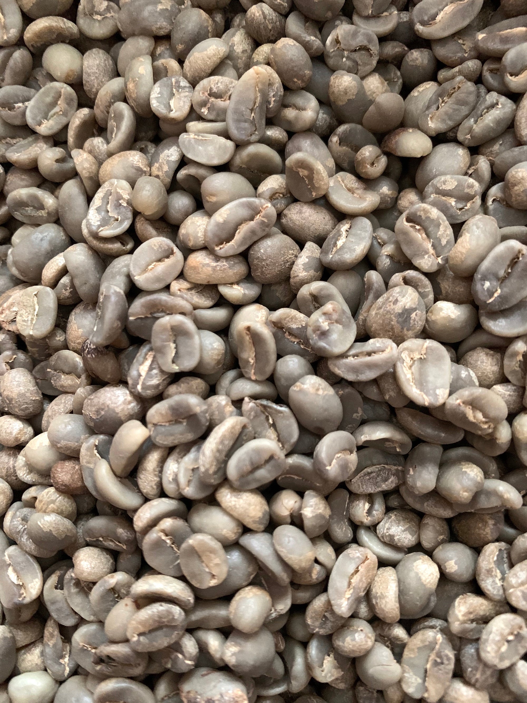 Bulk Coffee MARSELLESA Premium Specialty Grade -2025 CROPS-