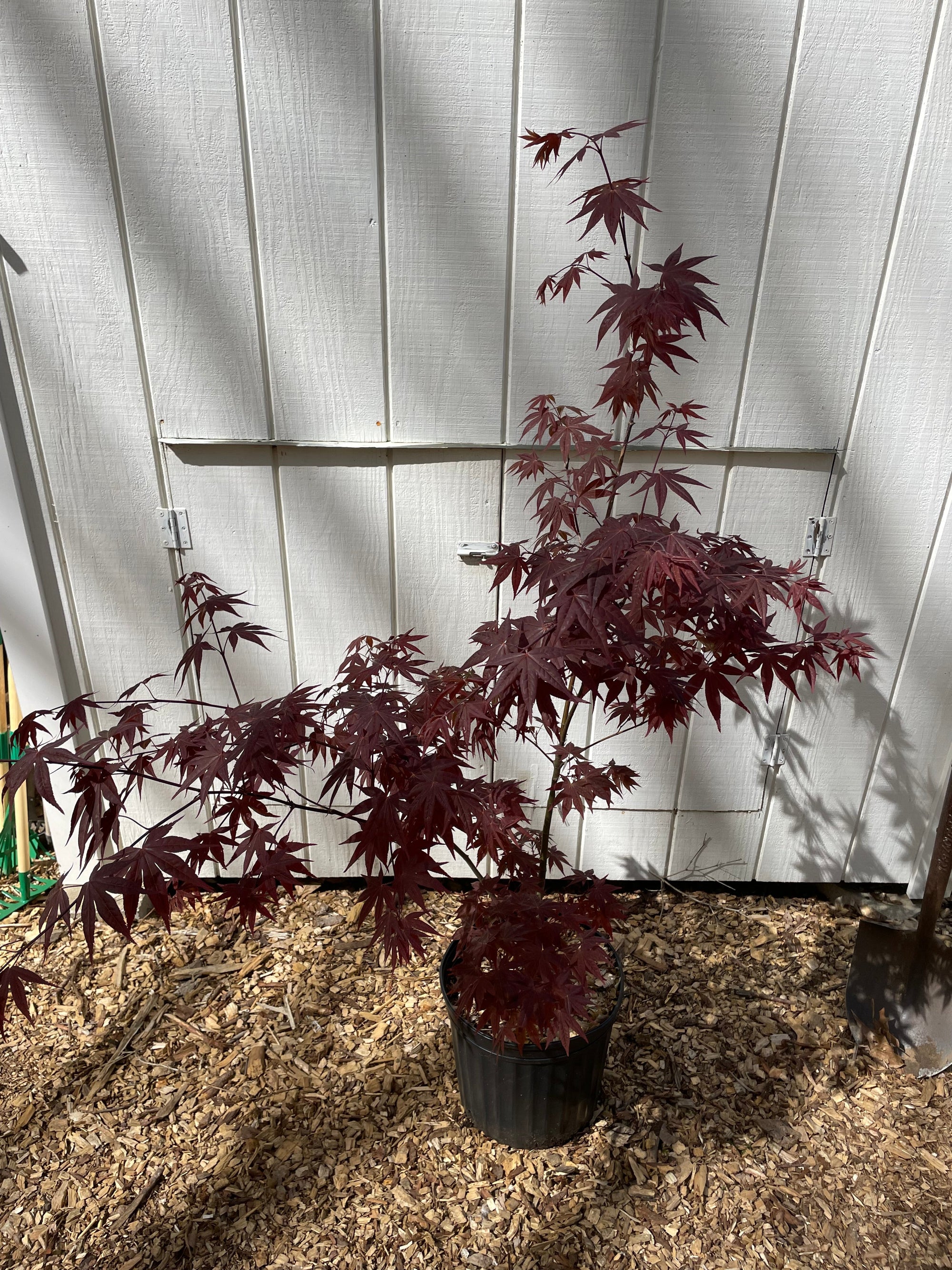 Acer palmatum 'Red Spray' Japanese Maple Tree