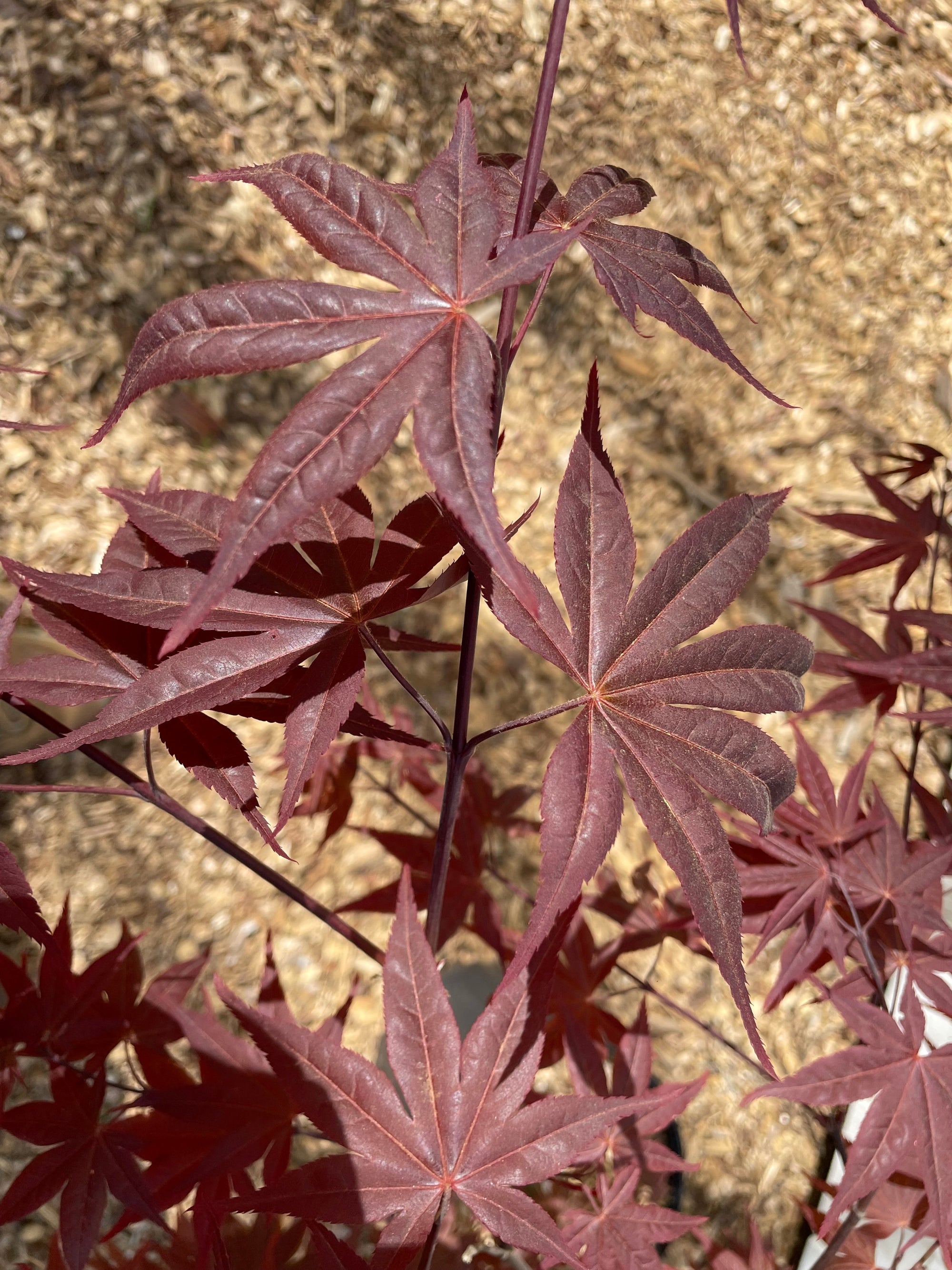 Acer palmatum 'Red Spray' Japanese Maple Tree