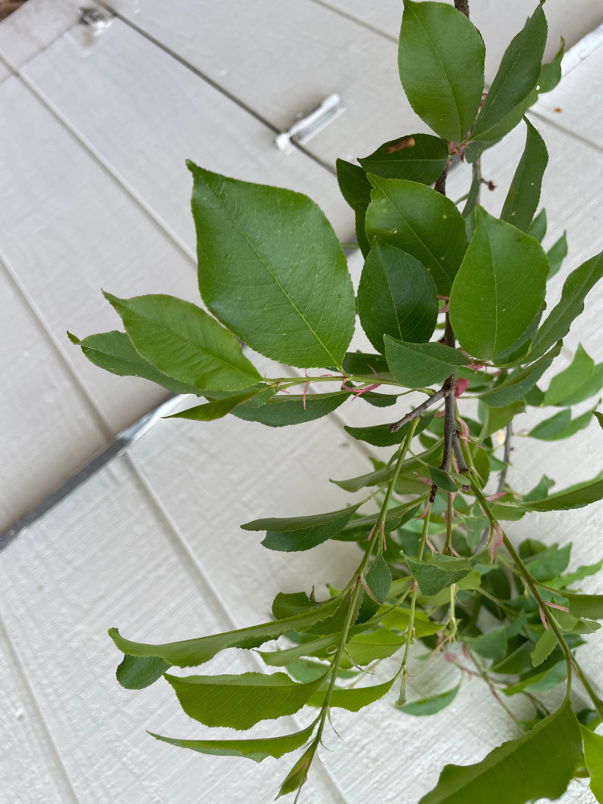 Black Cherry ( Prunus serotina ) Tree