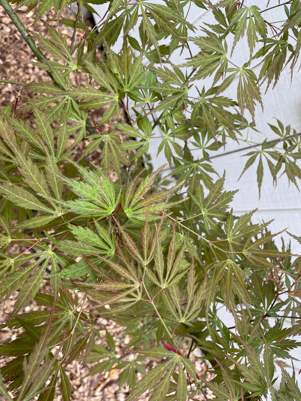 Acer palmatum 'Fascination' Japanese Maple Tree