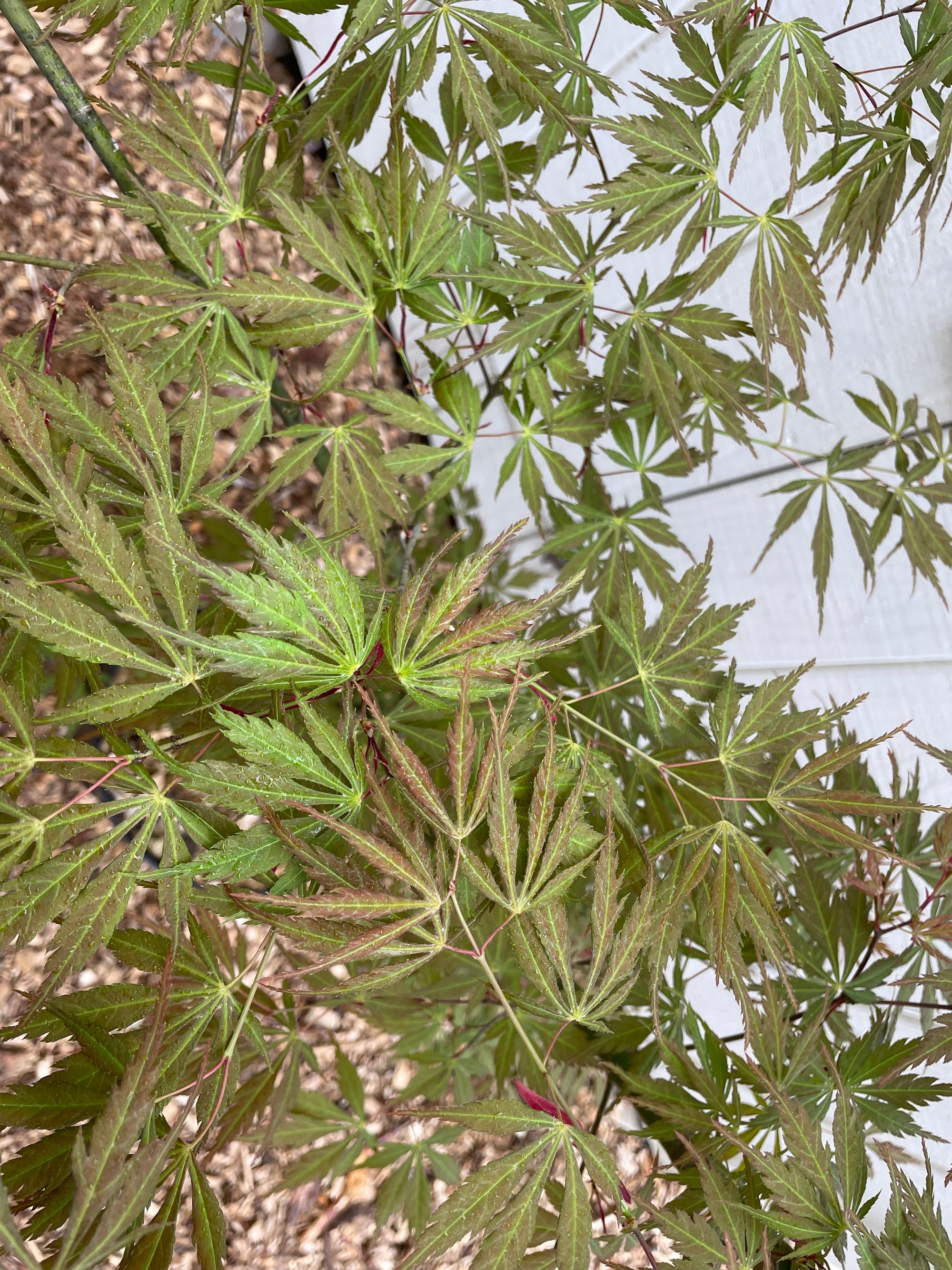 Acer palmatum 'Fascination' Japanese Maple Tree