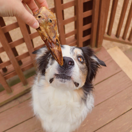 Duck Head
