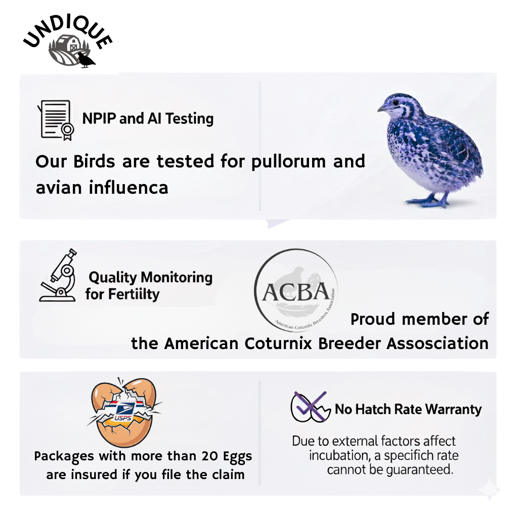 Ginger Quail Hatching Eggs