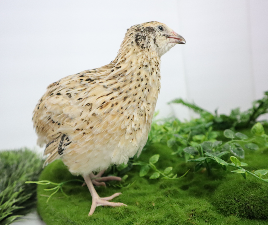 Fertile Hatching Mixed Jumbo Pharaoh Coturnix,Jumbo Italian, White,Brown Quail Hatching Eggs- Coturnix Quail Eggs for Sustainable Farming Hens Choice
