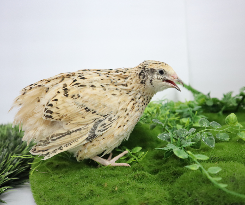 Fertile Hatching Mixed Jumbo Pharaoh Coturnix,Jumbo Italian, White,Brown Quail Hatching Eggs- Coturnix Quail Eggs for Sustainable Farming Hens Choice