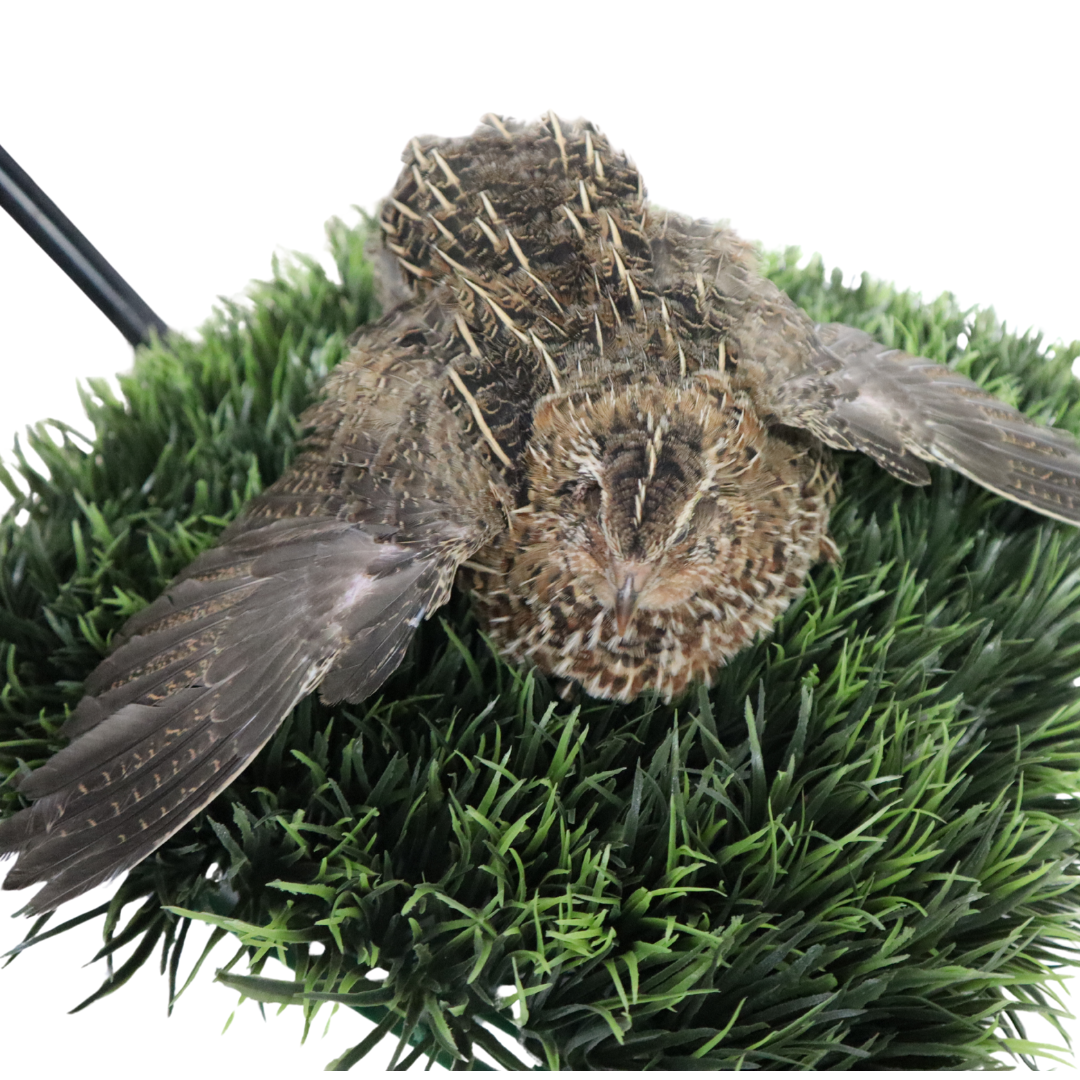 Fertile Hatching Mixed Jumbo Pharaoh Coturnix,Jumbo Italian, White,Brown Quail Hatching Eggs- Coturnix Quail Eggs for Sustainable Farming Hens Choice