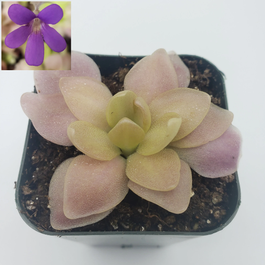 Pinguicula 'Marciano' (Butterwort)