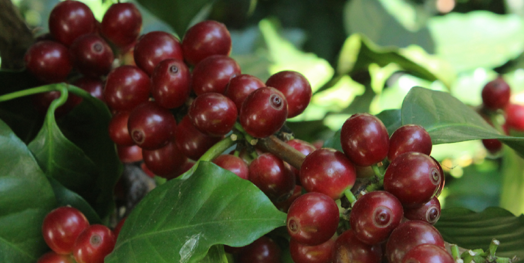 Bulk Coffee MARSELLESA Premium Specialty Grade -2025 CROPS-