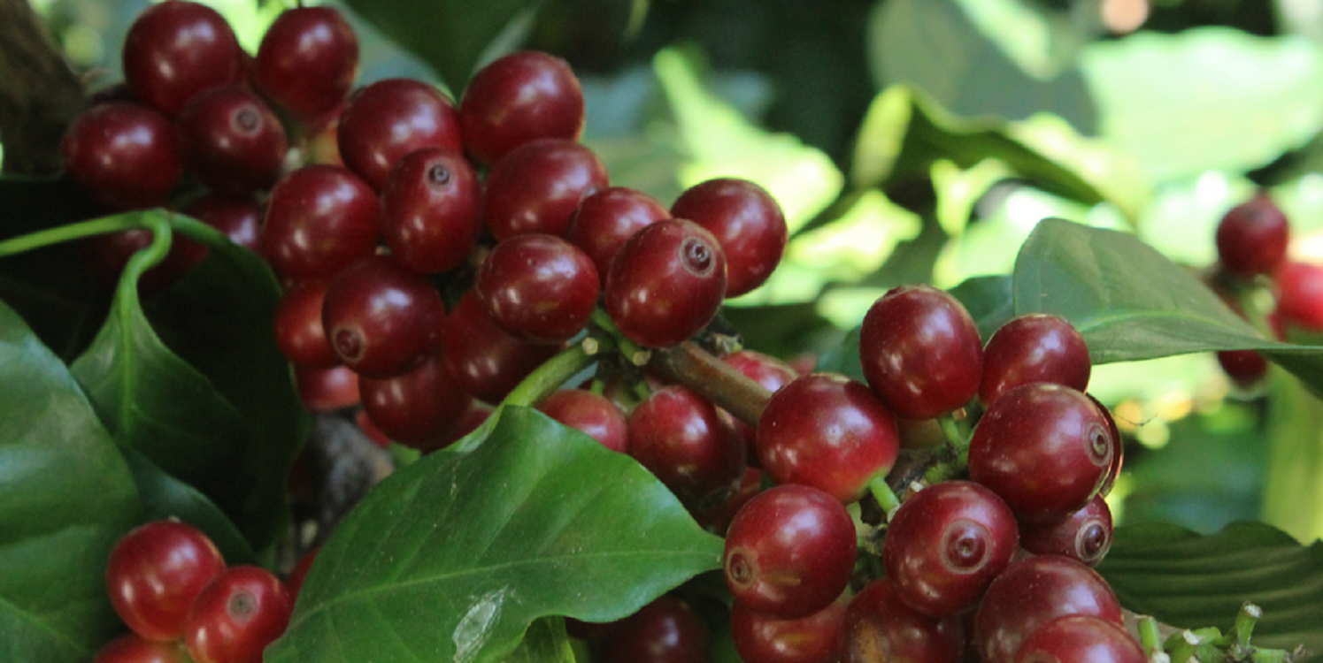 Bulk Coffee MARSELLESA Premium Specialty Grade -2025 CROPS-