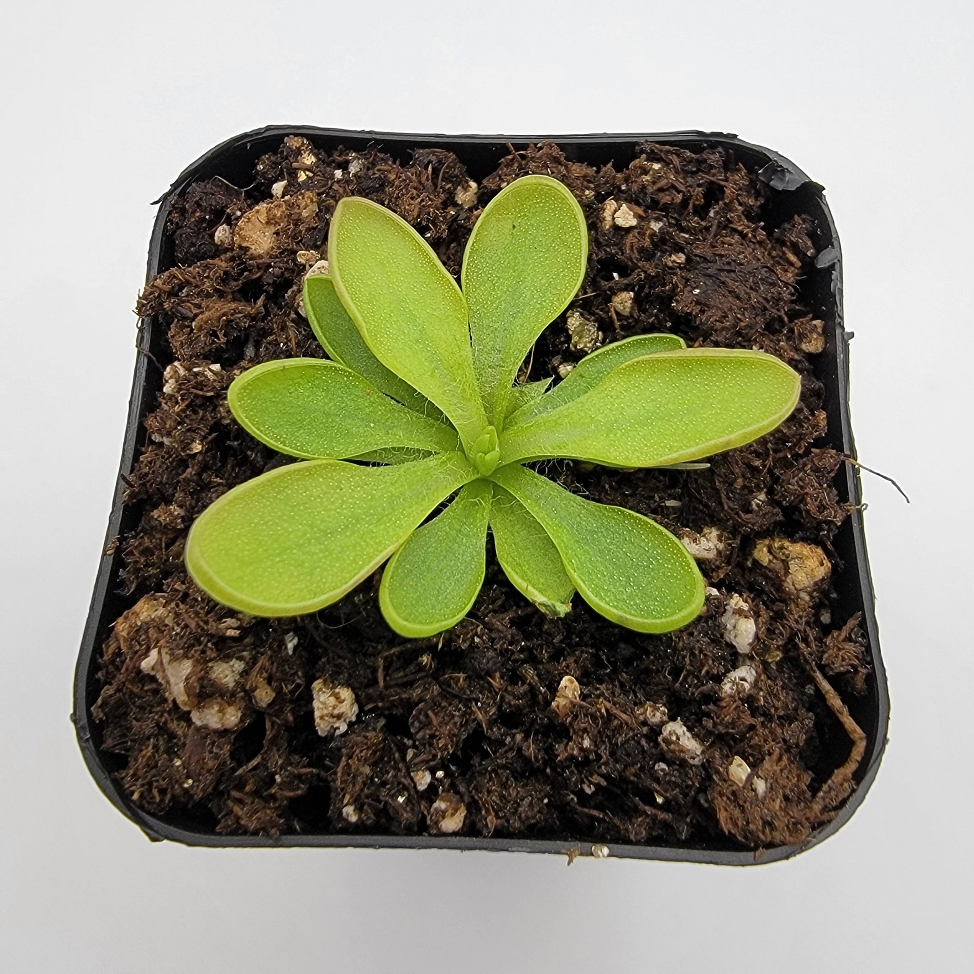 Pinguicula crassifolia