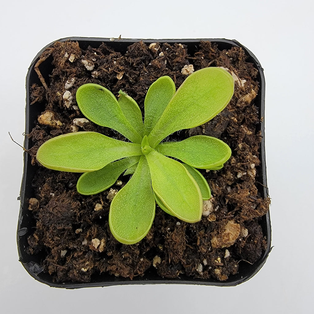 Pinguicula crassifolia