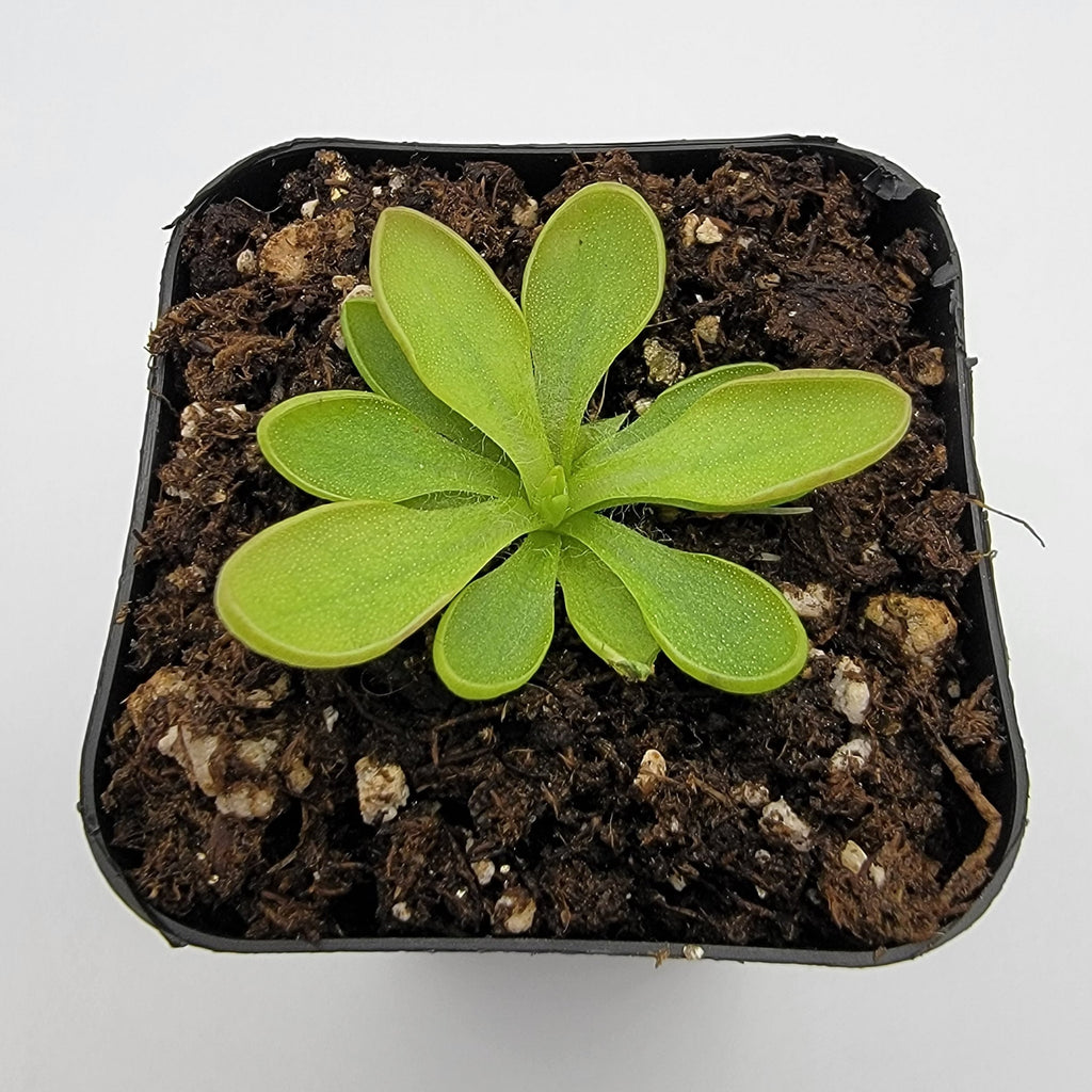 Pinguicula crassifolia